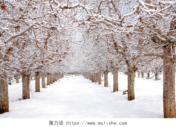 白雪皑皑的地面和被雪覆盖的树木雪下的苹果园, 冬季景观
